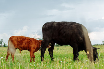 Brown with white calf drinking milk from mother cow