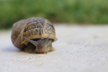 Snail on green leaf