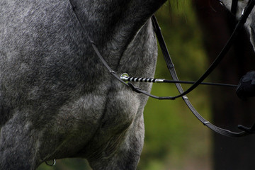 Teaching a grey young horse with stick to backup. Details of communication between a man and a horse. 