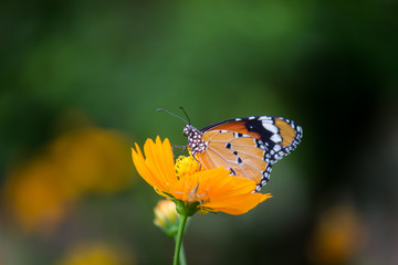  Beautiful Portrait of The Plain Tiger Butterfly on the Flower Plants in a soft green blurry background during Spring Season