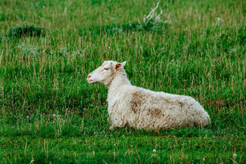Obraz premium Sheeps in a meadow on green grass