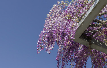 Flores de  glicina (Wisteria sinensis) 