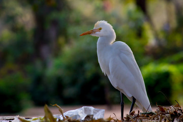 Beautiful Portrait of a Cattle Egretin its natural habitat in a soft blurry background