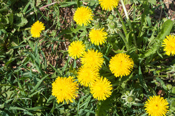 yellow dandelions on green grass on summer Sunny day, selective focus