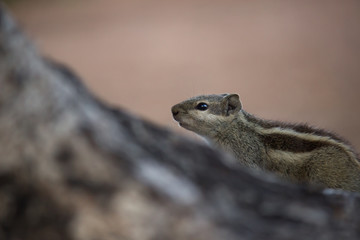  Beautiful Portrait of a Squirrel on the Tree Trunk against a soft green blurry background