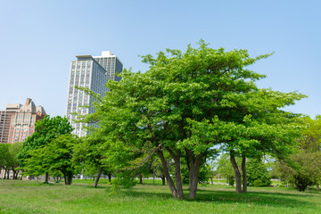 Green Trees at a Park at North Avenue Beach along Lake Shore Drive in Chicago with Buildings