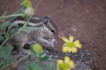  Beautiful Portrait of a Squirrel on the Tree Trunk against a soft green blurry background