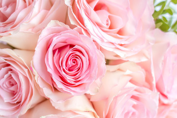 Fototapeta na wymiar Sweet color roses in soft style for festive background or wallpaper. Fresh pink roses close up. 