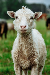 Sheeps in a meadow on green grass