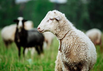 Sheeps in a meadow on green grass