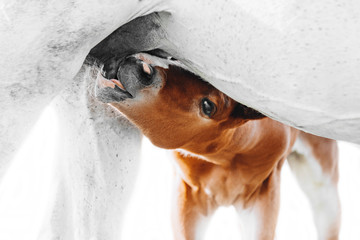 a young brown foal is drinking milk at the mother's udder - obrazy, fototapety, plakaty
