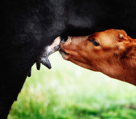 brown calf drinking from his mother udder on green grass