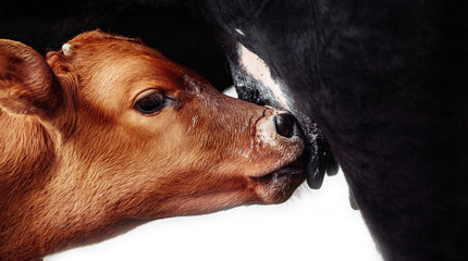 calf drinking milk from moter cow, photo isolated - 272475573