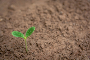 Green sprout growing from soil background with copy space