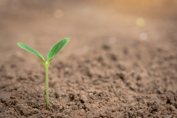 Green sprout growing from soil background with copy space