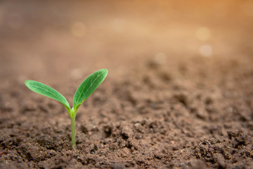 Green sprout growing from soil background with copy space
