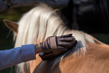 Child grooming horse with brush