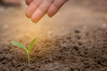 Hand watering Green sprout growing from soil background with copy space