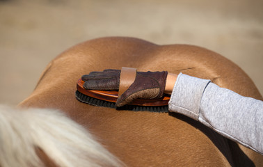 Child grooming horse with brush