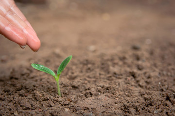 Hand watering Green sprout growing from soil background with copy space