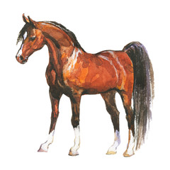 Watercolor brown horse © Cincinart