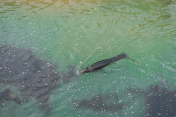 underwater, aerial view of a seal swimming happily by the sea