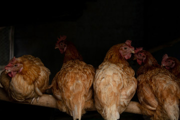 group of yellow Chicken sit on standing wood