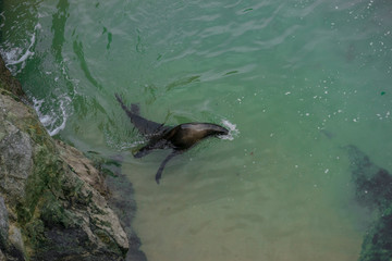 aerial view of a seal swimming happily by the sea