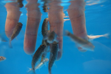 finger Doctor fish Garra rufa