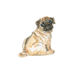 Obraz premium Watercolor pug dog
