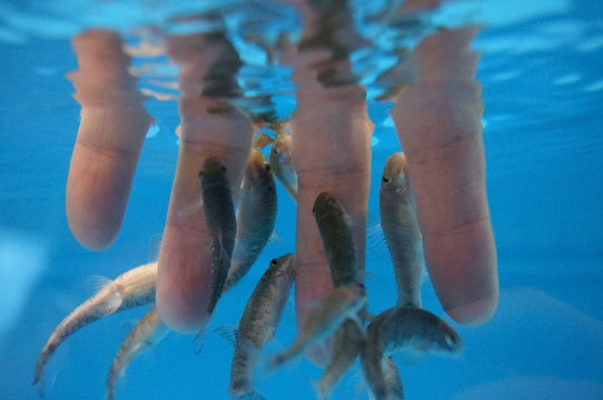 finger Doctor fish Garra rufa