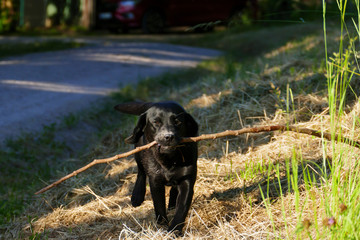 Junger Labrador Hund rennt auf einer Wiese mit einem langen Stock im Maul