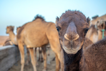Close up of a camel inside its enclosure with the classic elongated head. These animals are important means of transport to Africa in the Sahara. In the background the clear blue sky of the desert