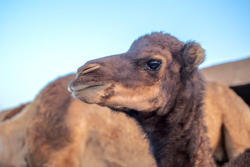 Close up of a camel inside its enclosure with the classic elongated head. These animals are important means of transport to Africa in the Sahara. In the background the clear blue sky of the desert