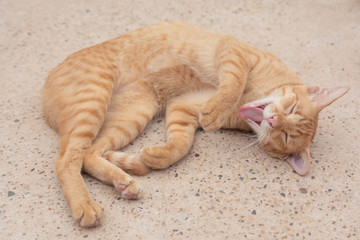 Orange cat gape on the concrete floor