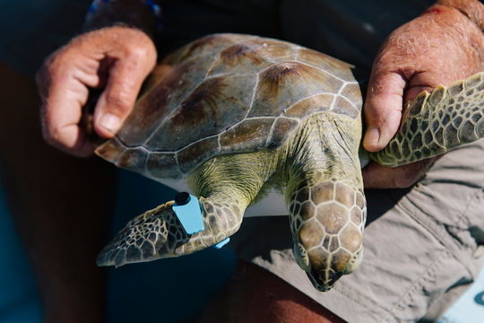 Volunteer Tagging  Sea Turtle in Marine Survey