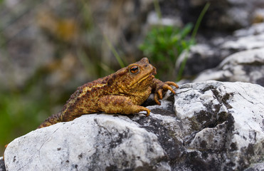 The big toad rests on the rock near the river