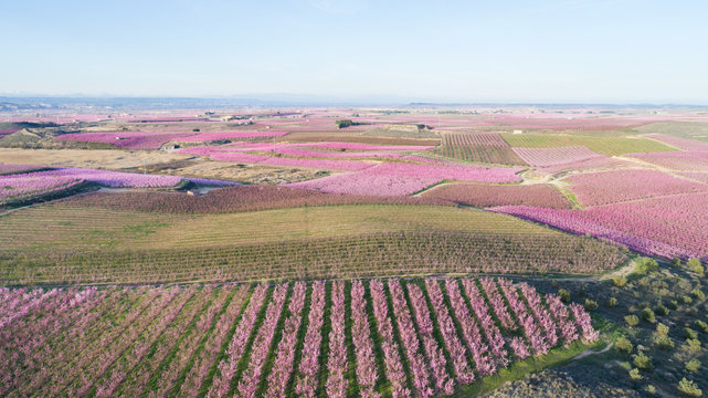 Aerial view of a blossom fields