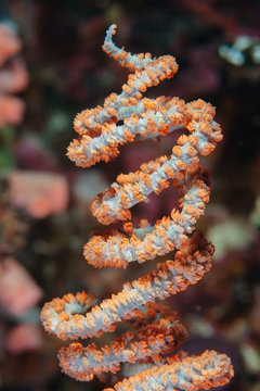 Whip Coral 1