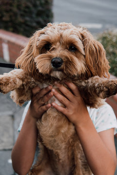 Little girl holding young Cavoodle dog
