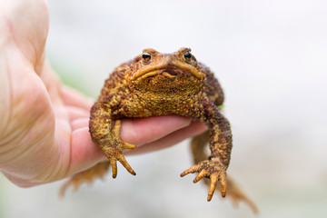 The man is holding a large toad in his hand