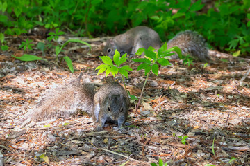 Young Eastern gray squirrels ( Sciurus carolinensis) looking for food in park