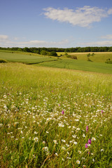 Paysage Campagne 425