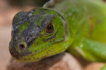 Iguana maltratada por otros animales y humanos