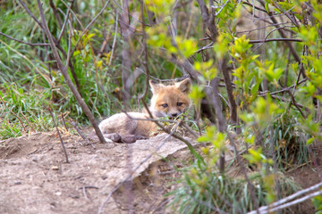 Fox Kits Near Den