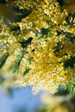 Mimosa Tree