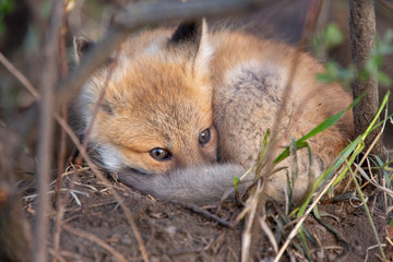 Fox Kits Near Den