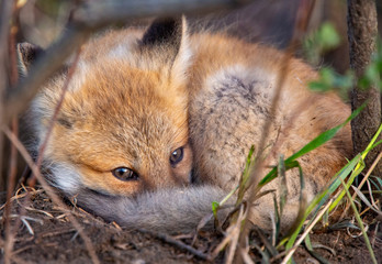 Fox Kits Near Den