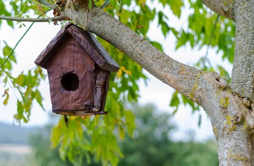 Pretty little wooden house for birds