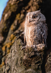 Small scops owl in tree hollow. Little Scops Owl (Otus scops) is a small species of owl from the Owl Owl family.